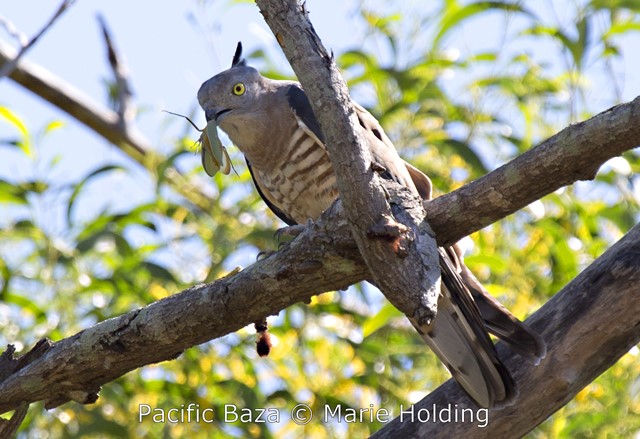 Pacific Baza on the edge of the Manngarre Monsoon Forest Walk © Marie Holding